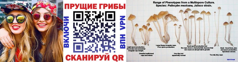 Псилоцибиновые грибы Psilocybe Купить где Кондрово